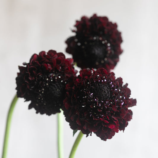 2026 Week 10 | Scabiosa Scoop Series Blackberry | 4 Pack
