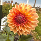 Dahlia 'Bloomquist Alan'