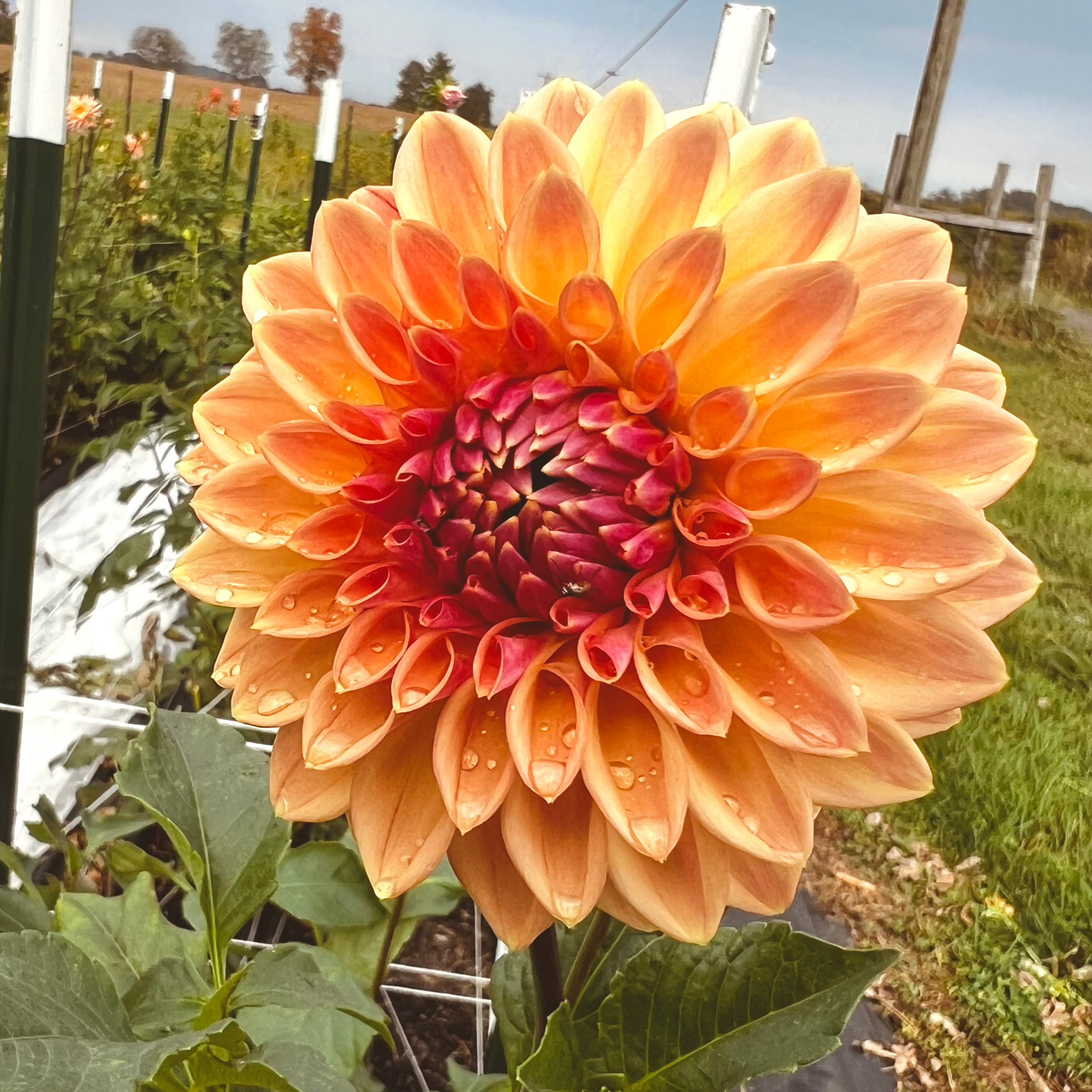Dahlia 'Bloomquist Alan'