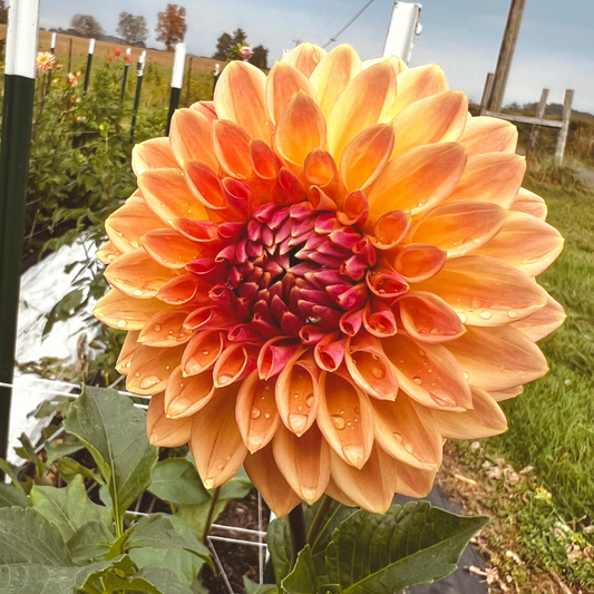 Dahlia 'Bloomquist Alan' - Formal Decorative (1 tuber)