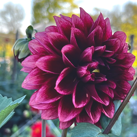 Dahlia 'Bloomquist York'