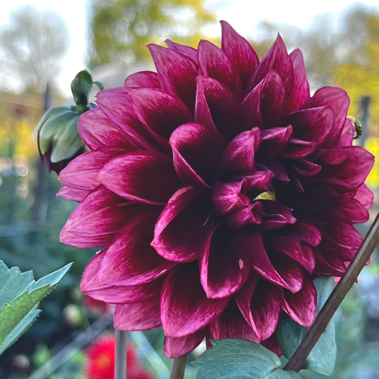 Dahlia 'Bloomquist York' - ROOTED CUTTING