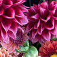 Dahlia 'Bloomquist York'