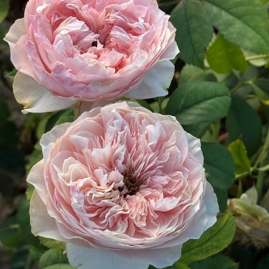 Bloomsbury® Rose Bush