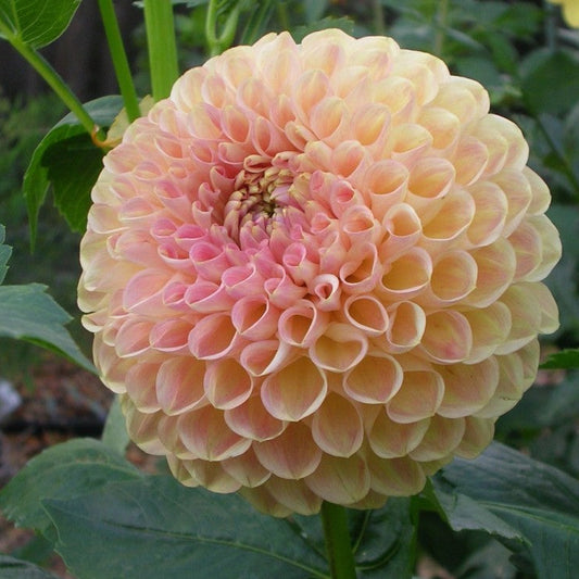 Dahlia 'Blyton Softer Gleam' - Spring Shipped