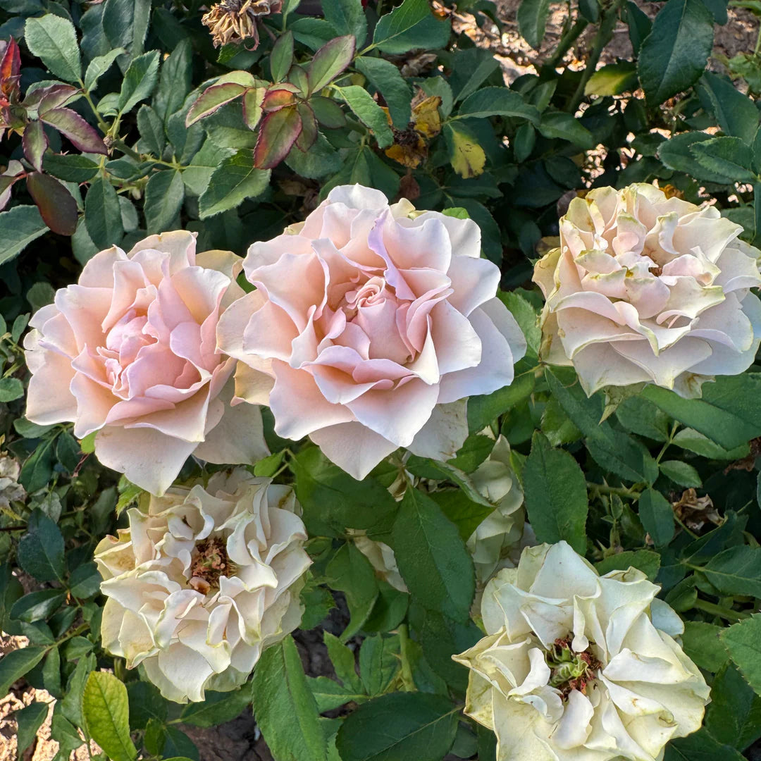 Bourbon Street® Rose Bush