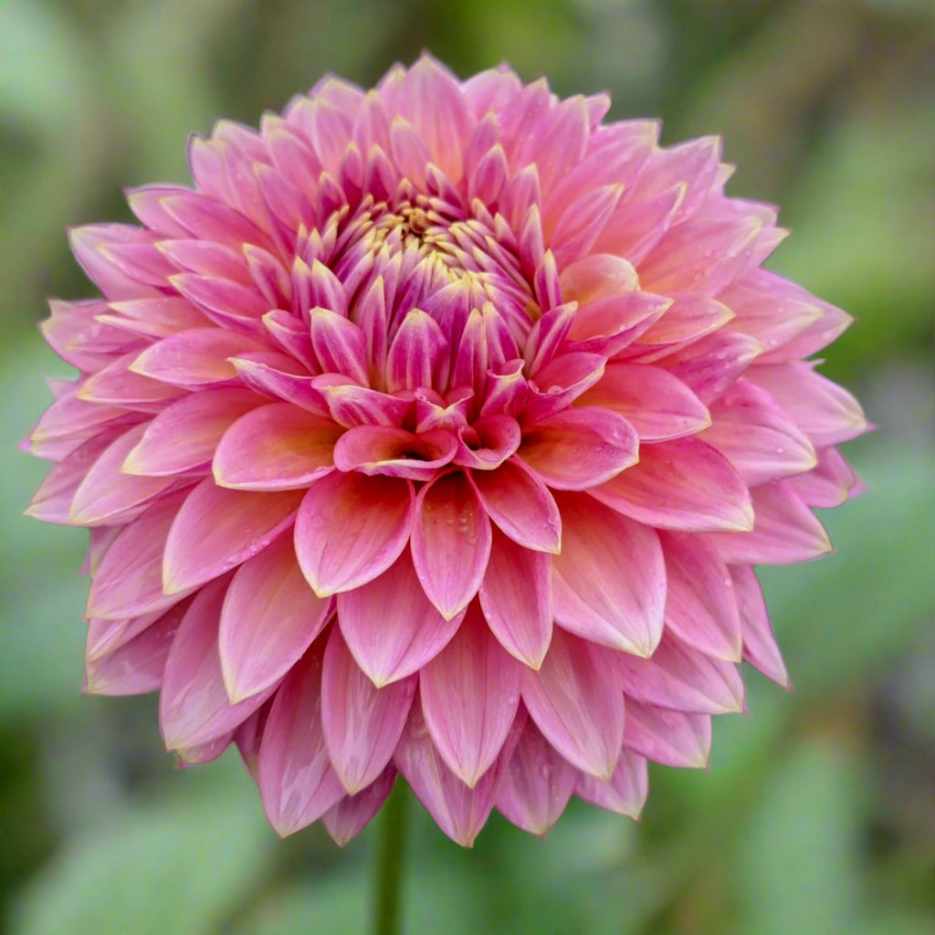 Dahlia 'Bloomquist Mojo' - Formal Decorative (1 tuber)