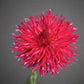 Dahlia 'Bloomquist Joel'