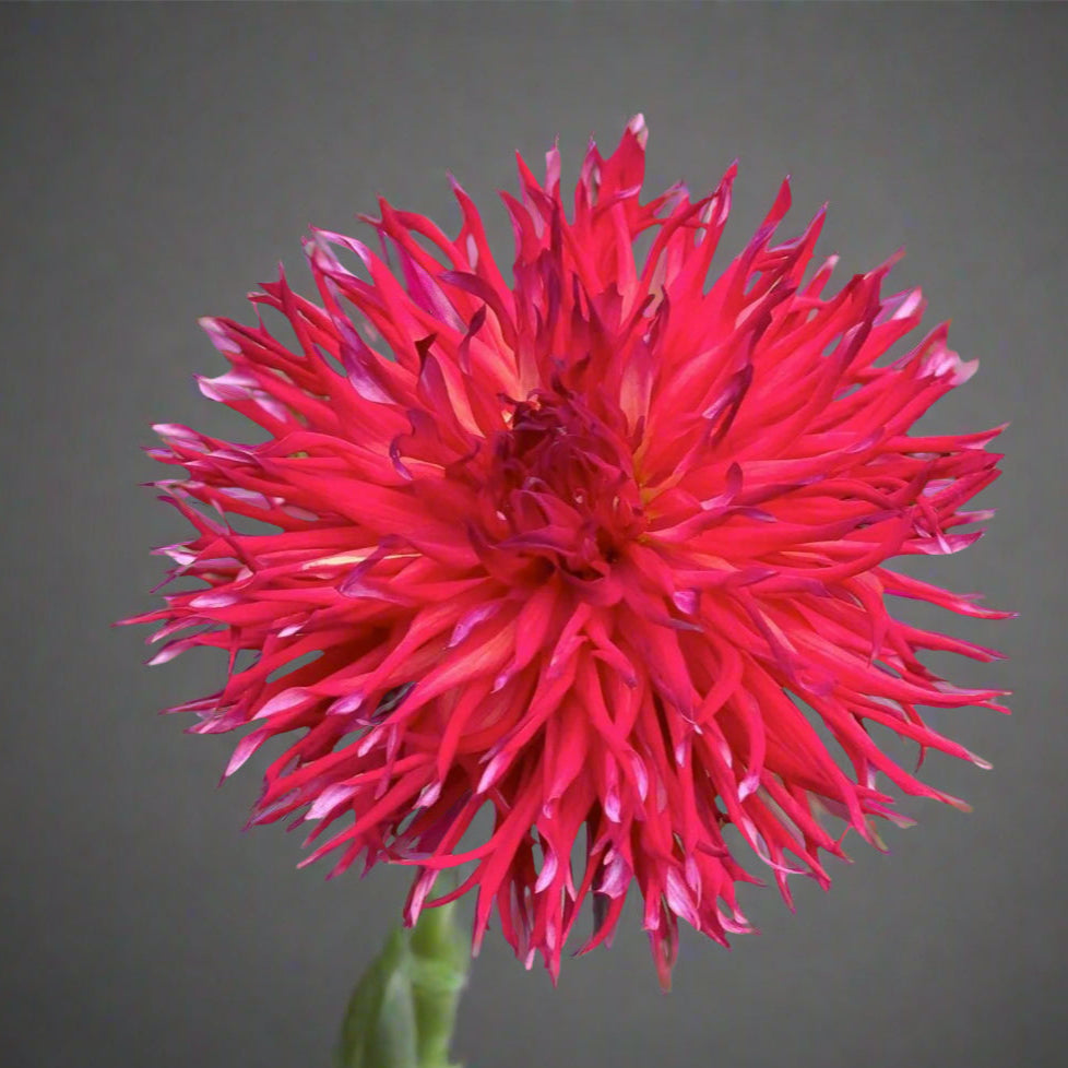 Dahlia 'Bloomquist Joel' - Laciniated (1 tuber)