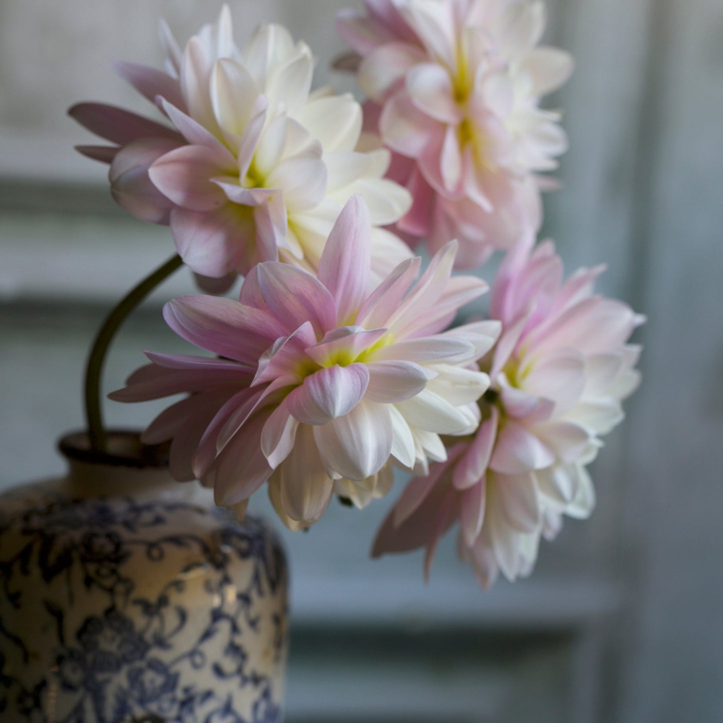 Dahlia 'Brackenridge Ballerina' (or Bracken Ballerina) LIMIT 1 - Spring Shipped