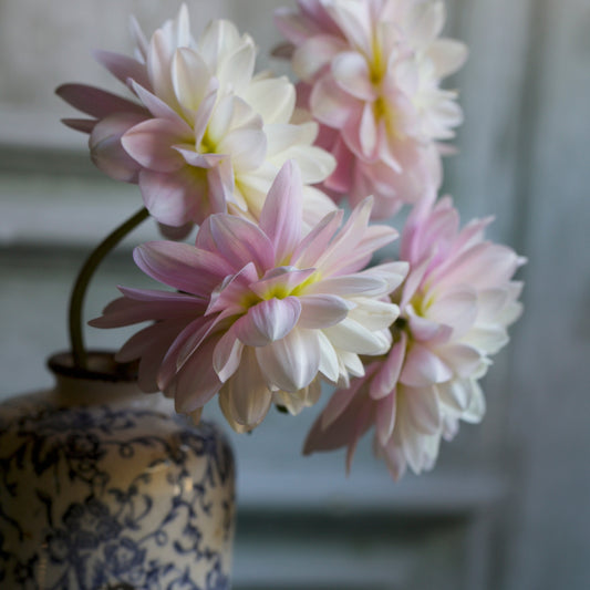 Dahlia 'Brackenridge Ballerina' (or Bracken Ballerina) LIMIT 1 - Spring Shipped