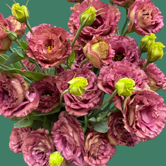 2026 Week 14 | Lisianthus Roseanne Light Brown | 10 Pack