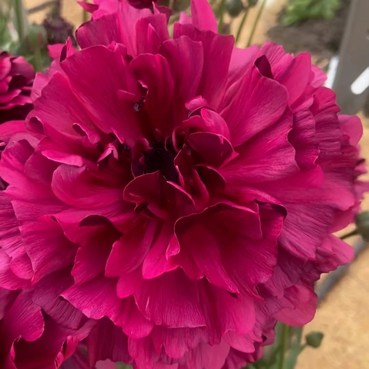 Ranunculus Brushmark Braga -  5 Pack