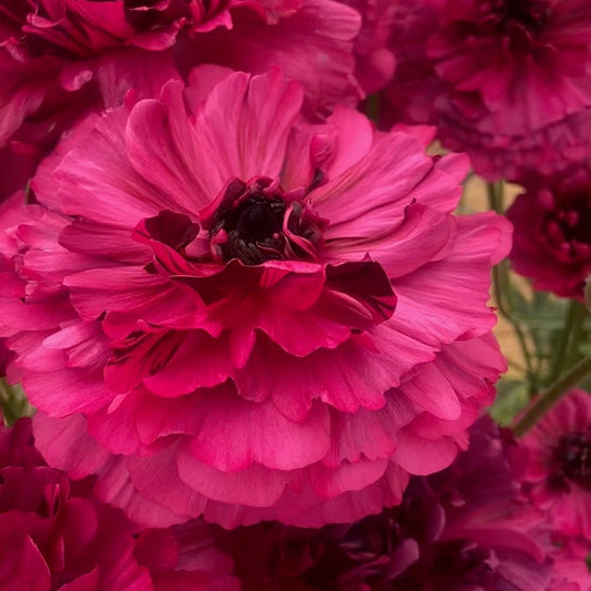 Ranunculus Brushmark Braga -  5 Pack