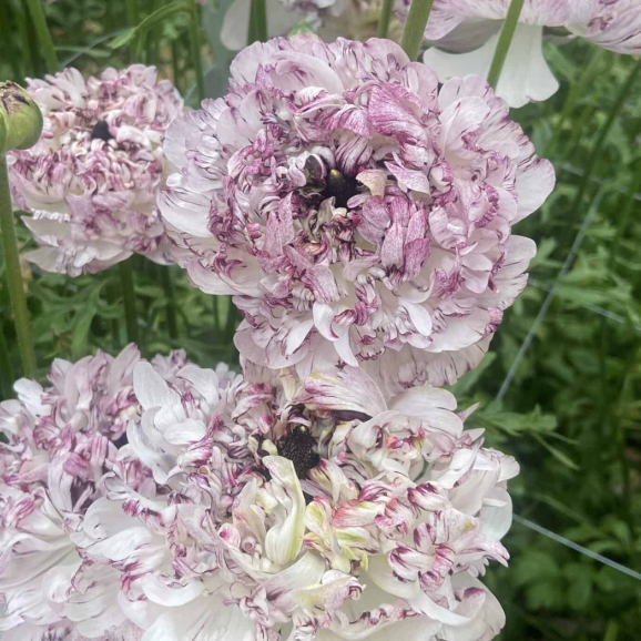 Ranunculus Brushmark Seti -  5 Pack