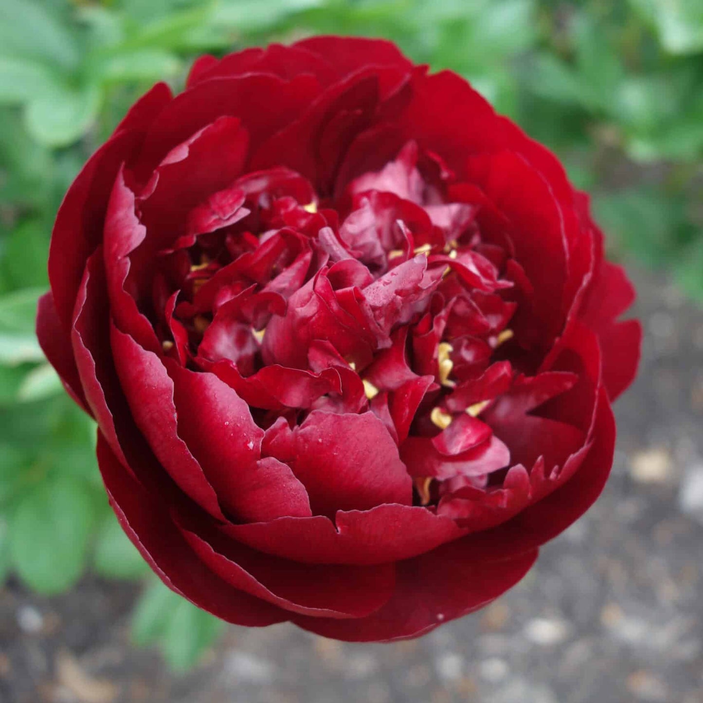 Buckeye Belle Peony - Hybrid 3-5 eyes