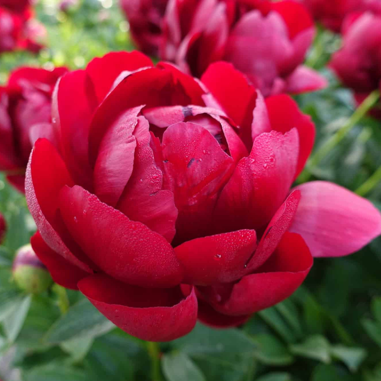 Buckeye Belle Peony - Hybrid 3-5 eyes