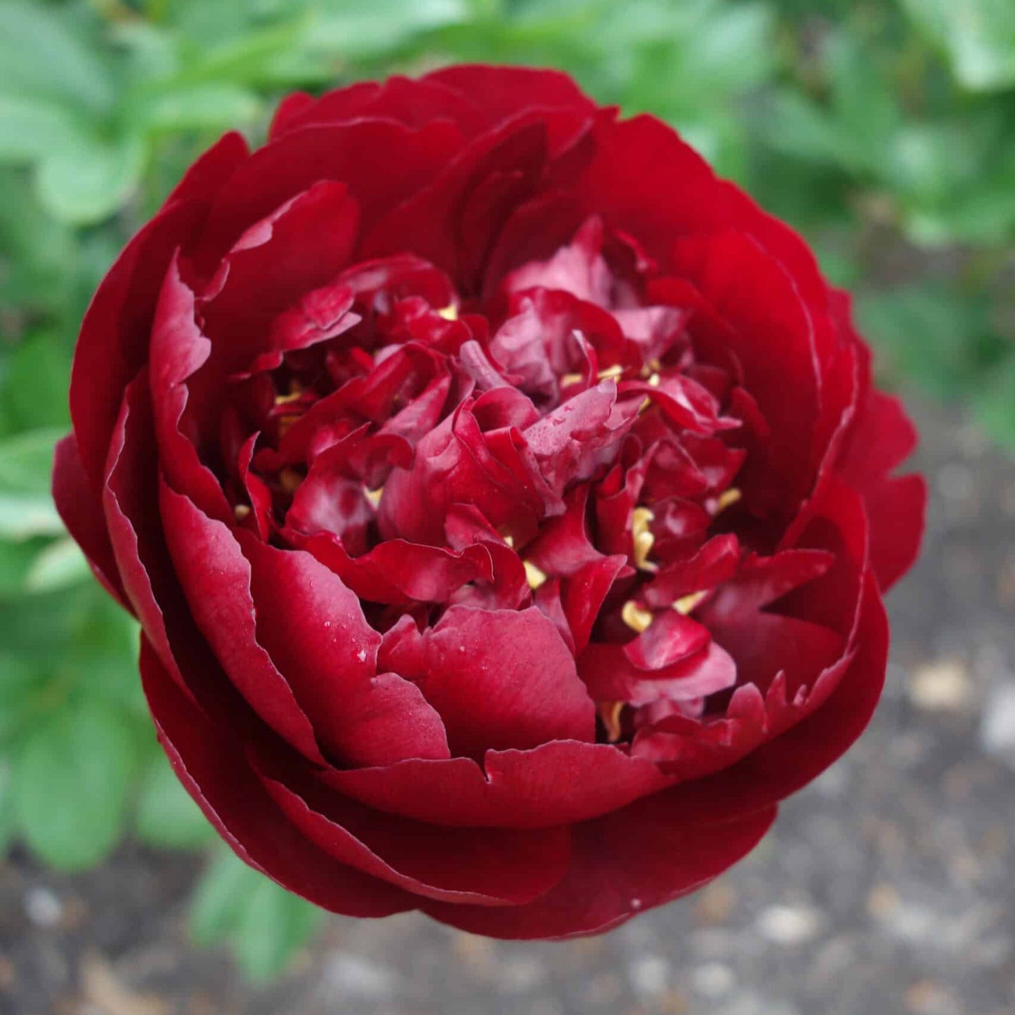 Buckeye Belle Peony - Hybrid 3-5 eyes