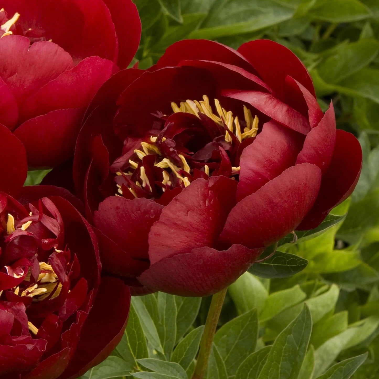 Buckeye Belle Peony - Hybrid 3-5 eyes