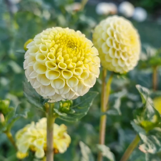 Dahlia 'Buttercup'