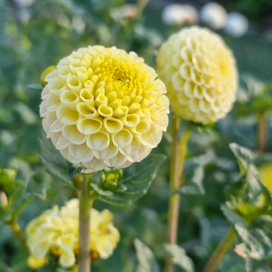 Dahlia 'Buttercup' - Pompon (1 tuber)