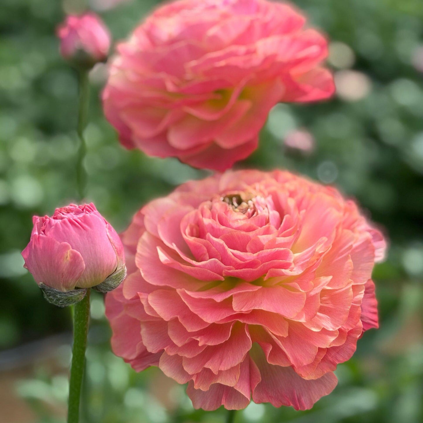 Ranunculus Romance™ Buzet® - 5 Pack
