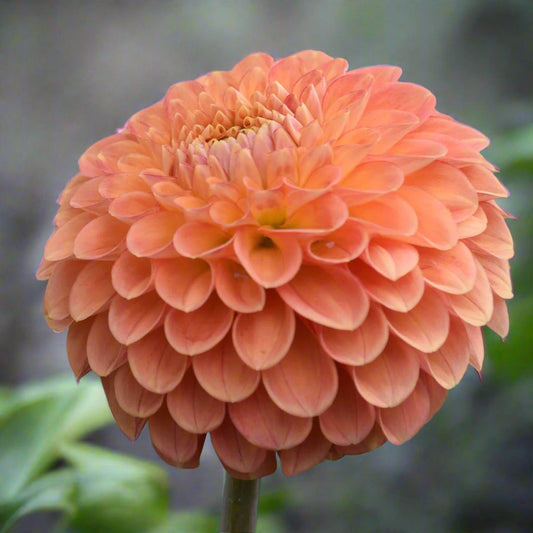 Dahlia 'Camano Buz'