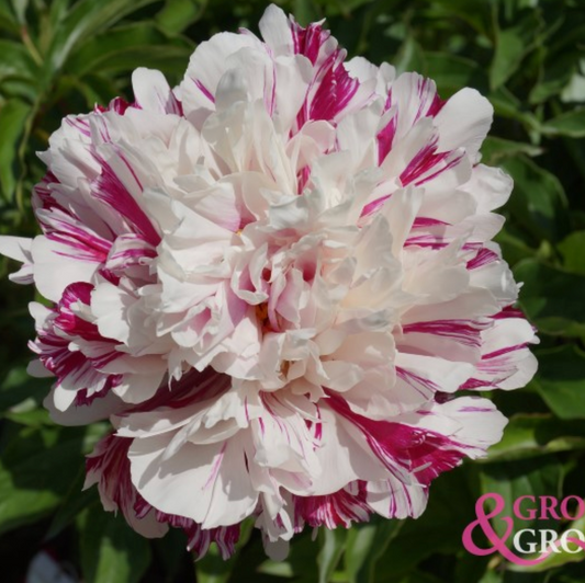 Candy Stripe Peony - Lactiflora 3-5 eyes