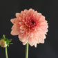 Single pink flower with a dark background
