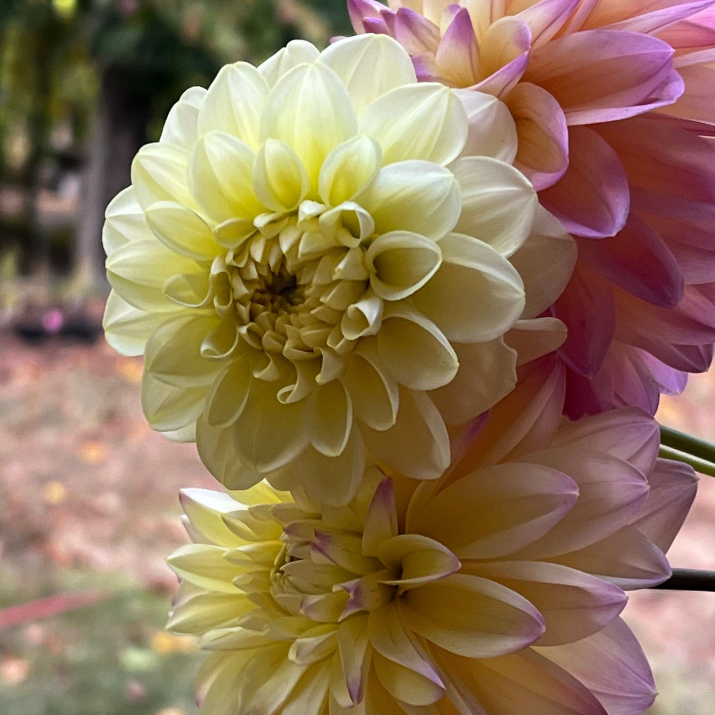 Dahlia 'Caramel Antique' - Formal Decorative (1 tuber)