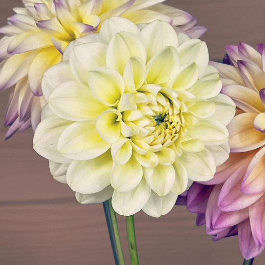 Dahlia 'Caramel Antique'