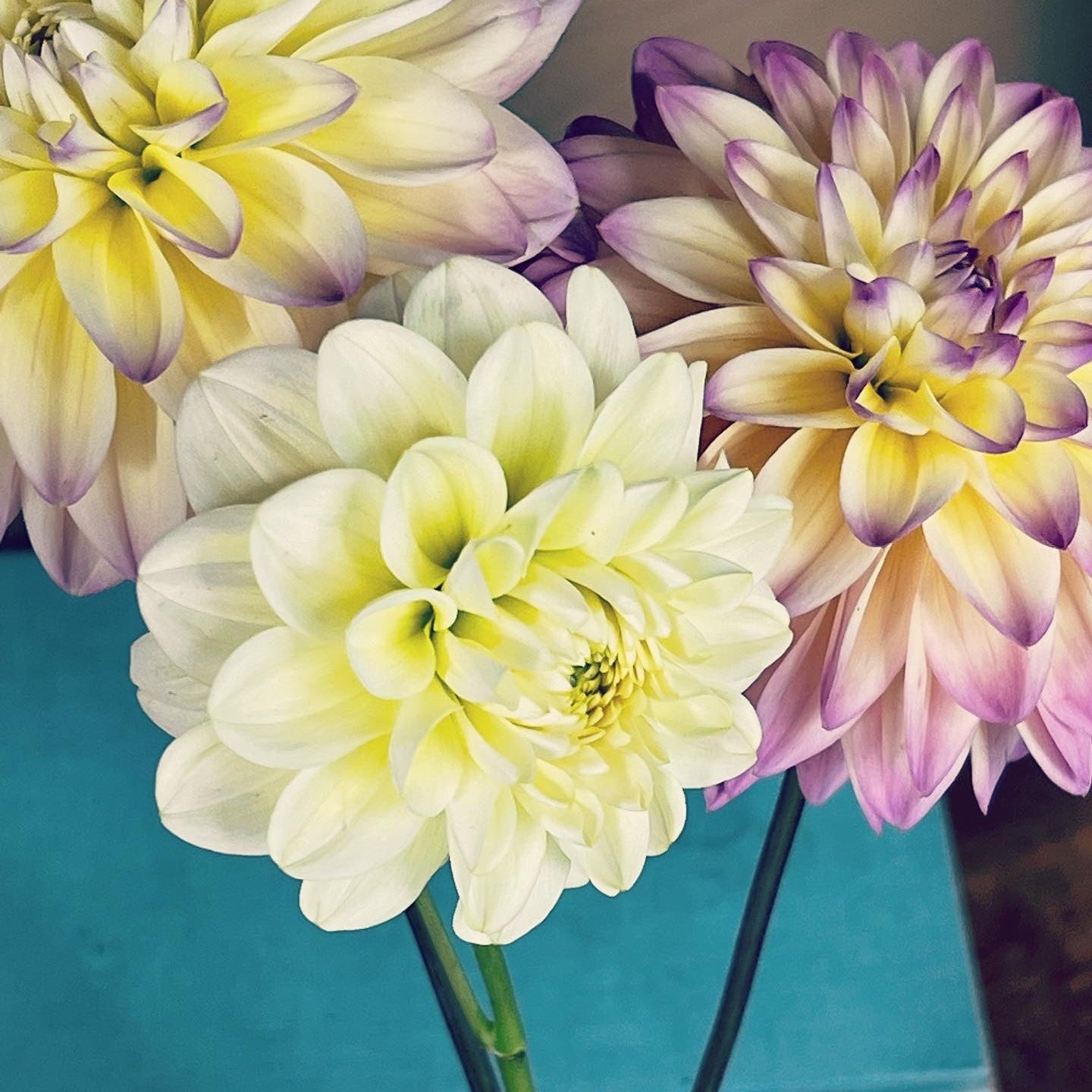 Dahlia 'Caramel Antique' - Formal Decorative (1 tuber)