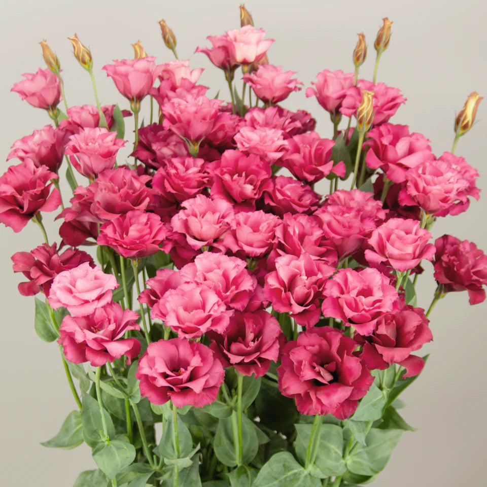 Lisianthus Elegance Carmine Rose - 10 Pack