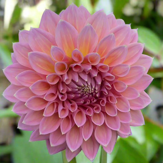 Dahlia 'Castle Drive'