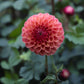 Dahlia 'Cecil'