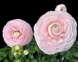 Ranunculus Amadine Chamallow 10 Pack