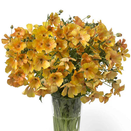 Ranunculus Butterfly™ Charis® - 5 Pack