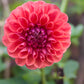 Dahlia 'Chewy'