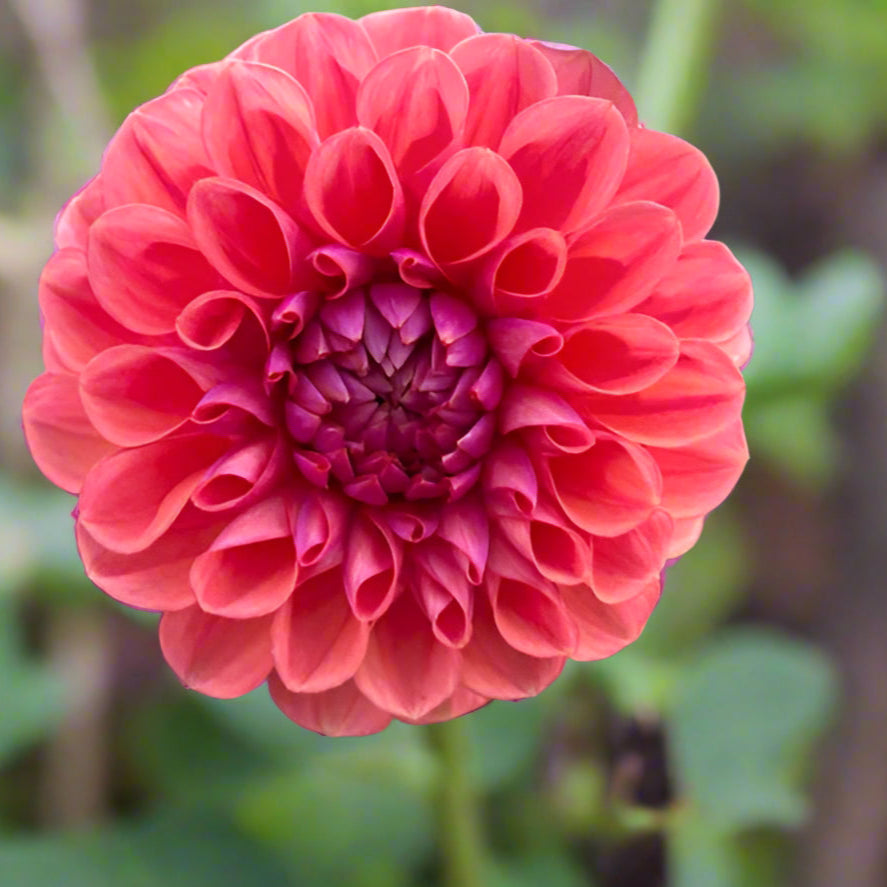 Dahlia 'Chewy' - Formal Decorative (1 tuber)