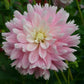 Dahlia 'Chilson's Pride'