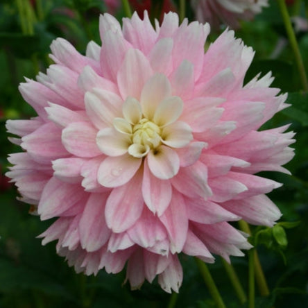 Dahlia 'Chilson's Pride'