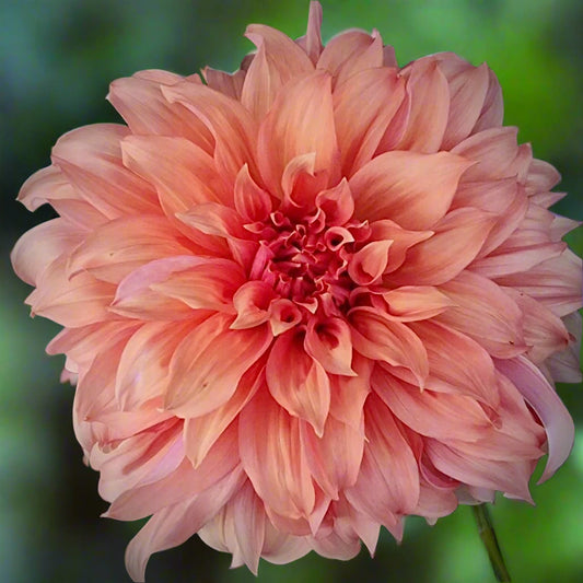 Dahlia 'Clyde's Choice'