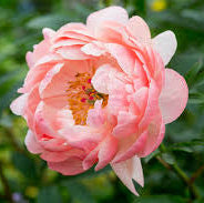 Coral Charm Peony - Hybrid 3-5 Eyes