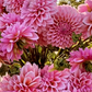 Dahlia 'Coralie'