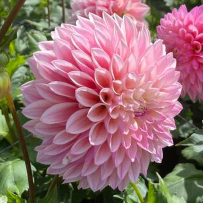 Dahlia 'Coralie' - Formal Decorative (1 tuber)