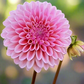 Dahlia 'Coralie'