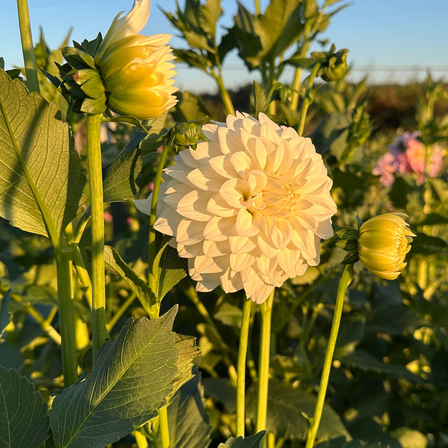 Dahlia 'Early Girl' - Spring Shipped