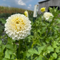 Dahlia 'Coseytown® Tallboy'