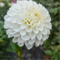 Dahlia 'Coseytown® Tallboy'