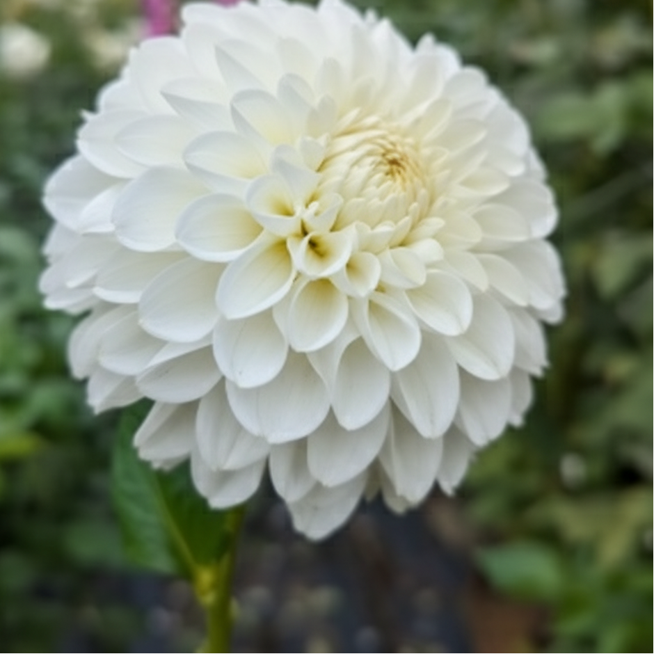 Dahlia 'Tallboy' - Fall Shipped